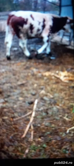 Vând Junincă de 6 Luni Gestantă de 2Luni 8500 Lei Localitate Sintea Mare pentru detali la Telefon