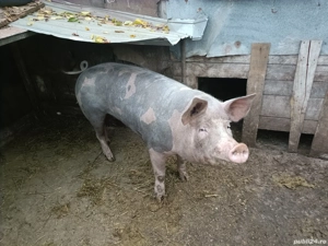 Porc de vanzare