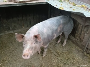 Porc de vanzare - imagine 2