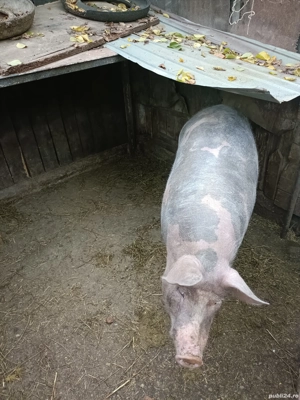 Porc de vanzare - imagine 3