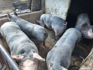 Porci pentru Craciun - imagine 3