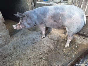 Porci pentru Craciun