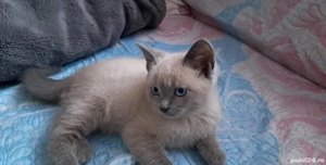 pisicuță British shorthair colour point