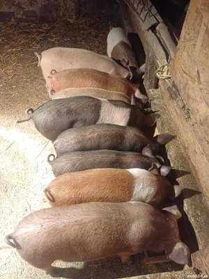 vând pentru ținut și pentru tăiat sau crăciun