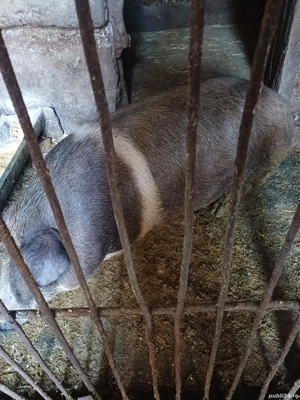 vând pentru ținut și pentru tăiat sau crăciun - imagine 4