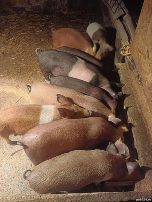 vând pentru ținut și pentru tăiat sau crăciun - imagine 2