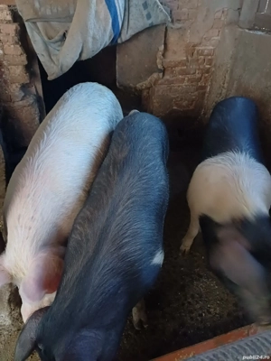 vând pentru ținut și pentru tăiat sau crăciun - imagine 3