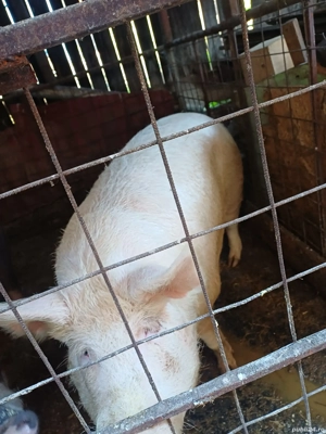 vând pentru ținut și pentru tăiat sau crăciun - imagine 5