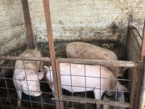 Vând porci  - imagine 2