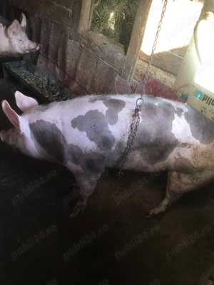 Vand porc pentru masa de Craciun