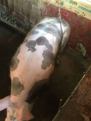 Vand porc pentru masa de Craciun - imagine 2