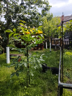 Vand apartament la casa Sibiu jud Sibiu..