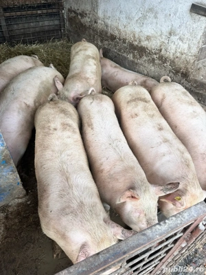 Vând porci - imagine 4