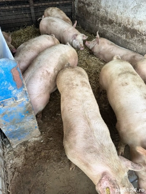 Vând porci - imagine 3