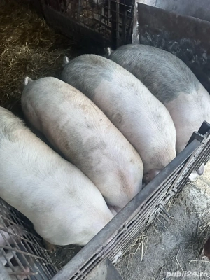 Vând porci - imagine 2