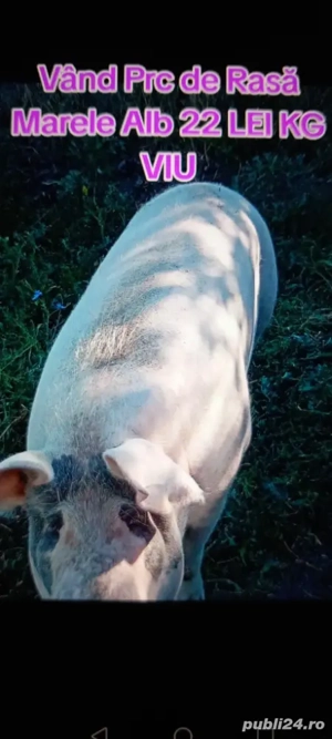 Vând scrofă de rasă marele alb