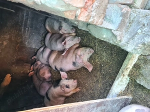 Vând porci 14 lei kg cântăriți pe cantar - imagine 4