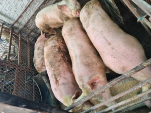 Vând porci 14 lei kg cântăriți pe cantar - imagine 5