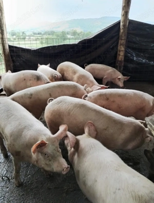 Vând porci 14 lei kg cântăriți pe cantar - imagine 2