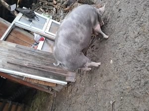 Vand porc de 200 de kg mai multe detalii la nr de telefon  