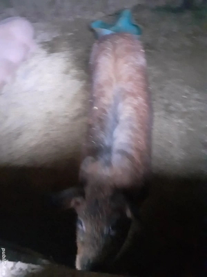 de vânzare 80 90 kg greutatea - imagine 4