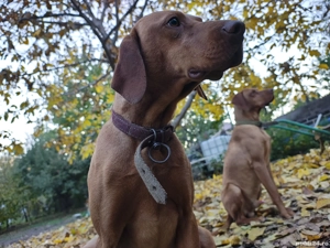 Donăm Vișla Maghiară 