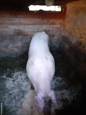 de vânzare 80 90 kg greutatea - imagine 3