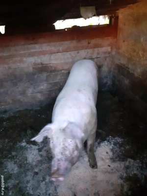 de vânzare 80 90 kg greutatea - imagine 2