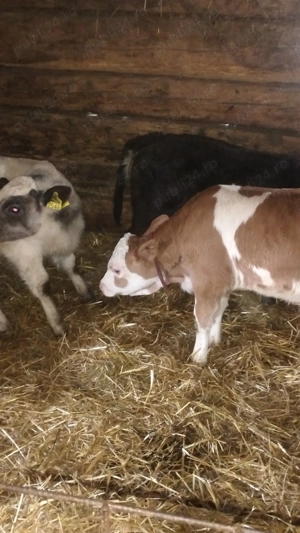 De vânzare trei vitei 