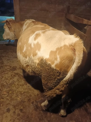 Vacă balțată românească  - imagine 3