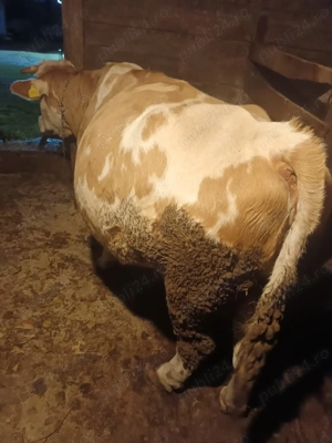 Vacă balțată românească  - imagine 2