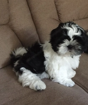 Bichon havanez baiat 