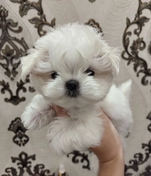 Bichon maltez față și băiat 