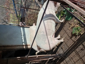 Vind porc pentru sacificat180kg - imagine 2