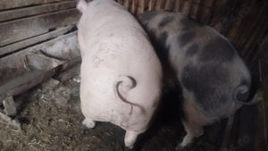 Vind porci de carne pentru sacrificat .  - imagine 5