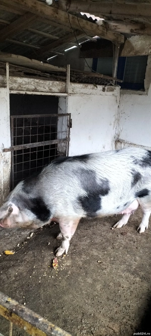 Vând porc  - imagine 4