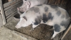 Vind porci de carne pentru sacrificat .  - imagine 2