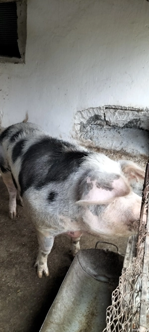 Vând porc  - imagine 3