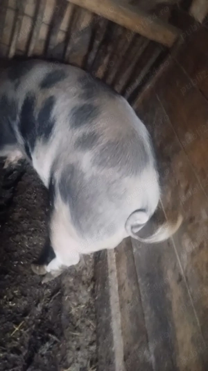 Vind porci de carne pentru sacrificat .  - imagine 4