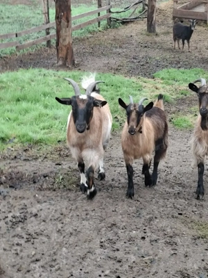 Capre, iede, gaste, rate, gaini URGENT