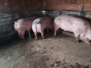 Porci de vanzare intre 120 și 250 kg. 16 lei kg