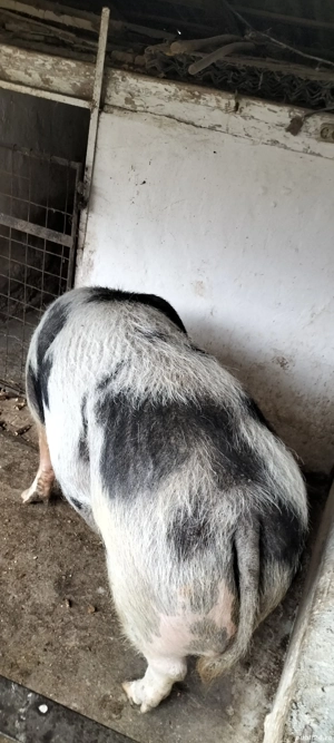 Vând porc  - imagine 2