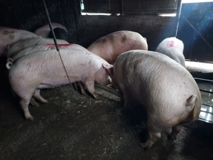 Porci de vanzare intre 120 și 250 kg. 16 lei kg - imagine 4