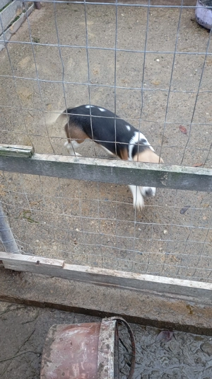 Enghish beagle .(Blue) Gri - imagine 2