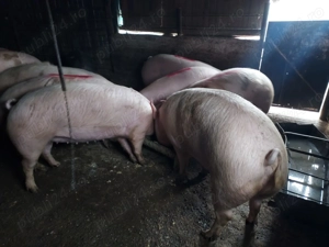 Porci de vanzare intre 120 și 250 kg. 16 lei kg - imagine 2