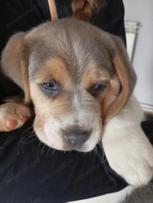 Enghish beagle .(Blue) Gri