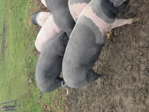 Vând  porci  pentru sacrificat  - imagine 2