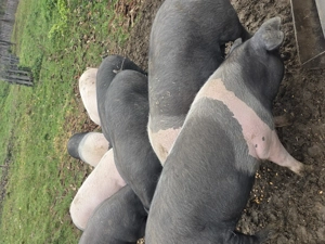 Vând  porci  pentru sacrificat  - imagine 4