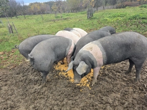 Vând  porci  pentru sacrificat  - imagine 3