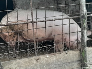 porci de vânzare crescuți la țară cu cereale  - imagine 3